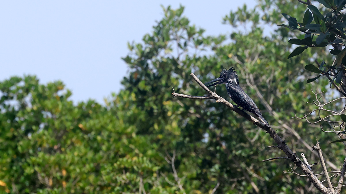 Giant Kingfisher